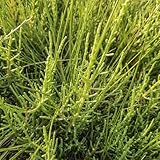 300 piezas Semillas de espárragos de mar - Salicornia europaea - semillas de hortalizas orgánicas, cama balcón planta de espárragos de mar balcón semillas de hortalizas, cama elevada