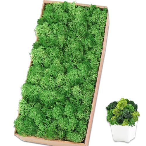 Preserved Reindeer Moss, 17.6 oz Green Moss for Crafts