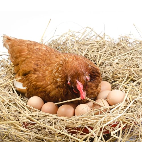 Image of DQITJ 4 Pack Bird Nest Bowl Plastic Racing Pigeon Breeding Hatching Nest Box Egg Basin Pigeon Nest Bowl for Doves Pigeon Quail Bird (Dia: 8.6 inch)