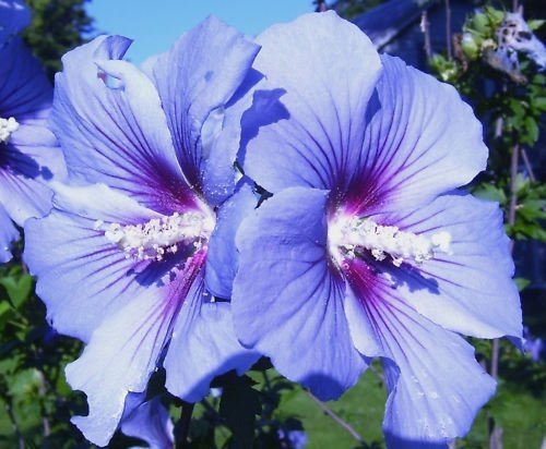 Blue Hardy Hibiscus Syriacus Plant - 'Bluebird' Rose of Sharon - Live Shrub Shipped 1 Foot Tall by DAS Farms
