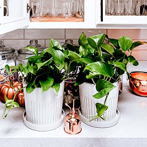Sustainable Village Indoor Plant Mister | Copper Stainless Spray Mister | Orchid Spritzer | Succulent Mister | Fine Mist Spray Bottle, Plant Sprayer Mister | Elegant Room Decor #TOP5