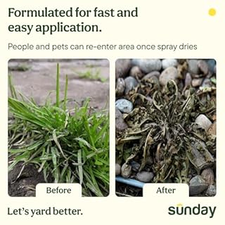 Sunday Weed Warrior, 32oz, 2 Pack - Grass & Weed Killer - Organic, Ready-to-Use Weed Killer Spray - Herbicide Spot Treatment - Kills Weeds, Grass, Algae and Moss
