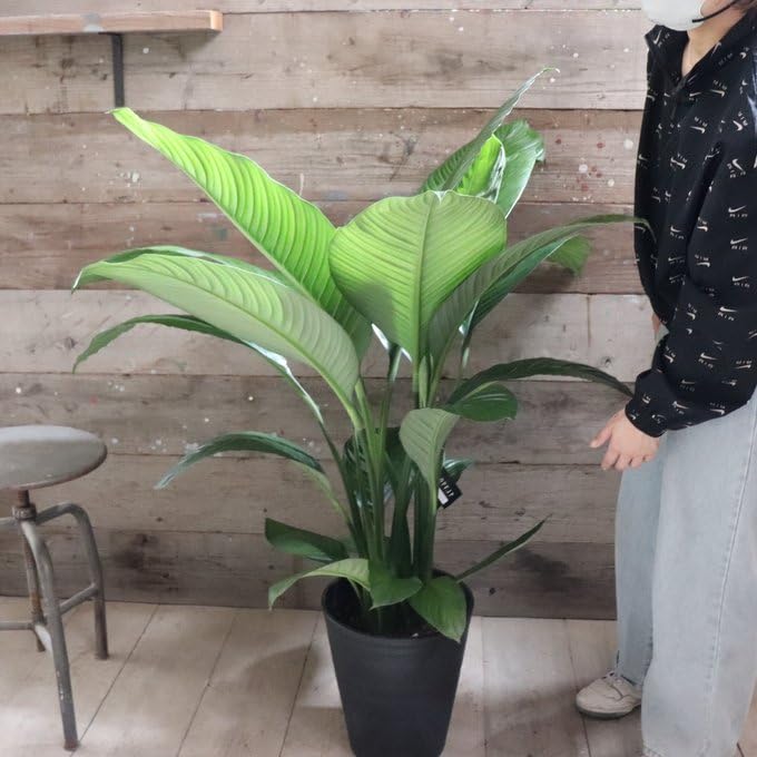 Amazon|スパティフィラム・センセーション 大苗 10号 観葉植物 Amazon|スパティフィラム・センセーション 大苗 10号 観葉植物