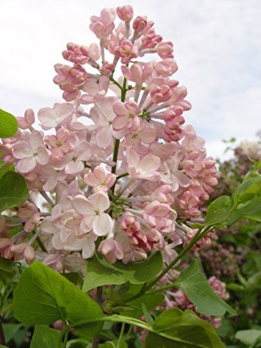 Syringa X hya. Maiden s Blush (Lilac) Shrub, light pink flowers, #3 - Size Container
