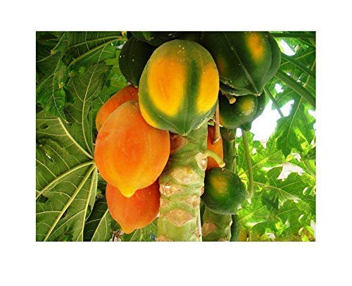 See full amazon price history chart for Golden Hills Farm® (AVG 50-300) seeds Thailand Long Papaya Fruit Seed High Growing Beautiful Dwarf Papaya seeds Golden Hills Farm® (AVG 50-300) seeds Thailand Long Papaya Fruit Seed High Growing Beautiful Dwarf Papaya seeds (B0852R4FKR) Amazon Price History, Amazon Price Tracker