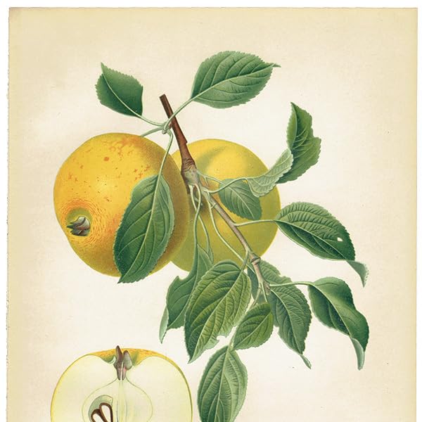 Amazon.co.jp: ドイツの果実学 リンゴ 植物画 アンティーク ボタニカル