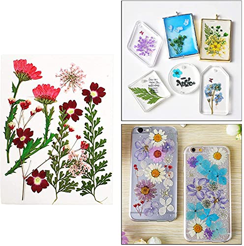 Flores secas prensadas para manualidades 13 piezas miniatura 4