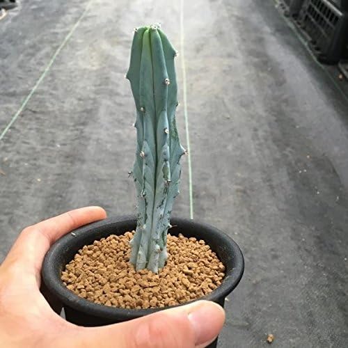 Amazon サボテン 竜神木 実生 幅2 5cm 観葉植物 オンライン通販 Amazon サボテン 竜神木 実生 幅2 5cm 観葉植物 オンライン通販