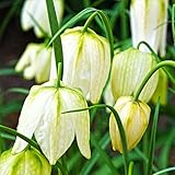 Easy to Grow Fritillaria White Meleagris 'Checkered Lily' Plant Bulbs (25 Pack) - White Checkered Flowering Blooms in Spring Gardens
