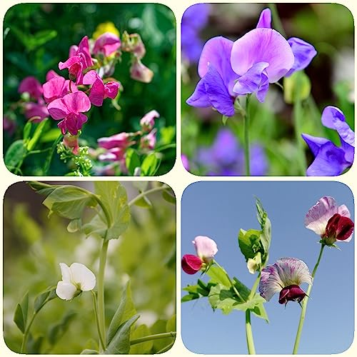 300 pcs Edelwicken Samen (Lathyrus odoratus) Wildblumenwiese Saatgut Mehrjährig, Seed Edelwicken Pflanzen Wildblumen, Winterharte Stauden Bienenwiese Saatgut Mehrjährig Winterhart, – Bild 4