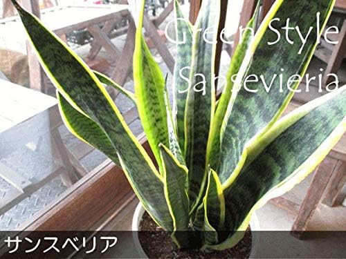 Amazon Co Jp サンスベリア ローレンティー 7号鉢サイズ 白色 セラアート鉢 鉢植え サンセベリア ローレンチー トラノオ 薫る花 観葉植物 おしゃれ インテリアグリーン 大型 中型 Diy 工具 ガーデン