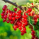 50 Pc Semillas De Grosella, Semillas De Grosella. Protección De Hibernación Para Plantas, Plantas Raras. (Grosella) Plantas Resistentes Para El Jardín, Semillas De Variedades Antiguas.