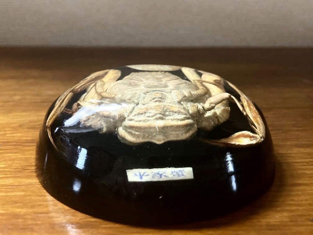 Amazon.co.jp: 平家蟹 文鎮ペーパーウエイト置物机上 Amazon.co.jp: 平家蟹 文鎮ペーパーウエイト置物机上