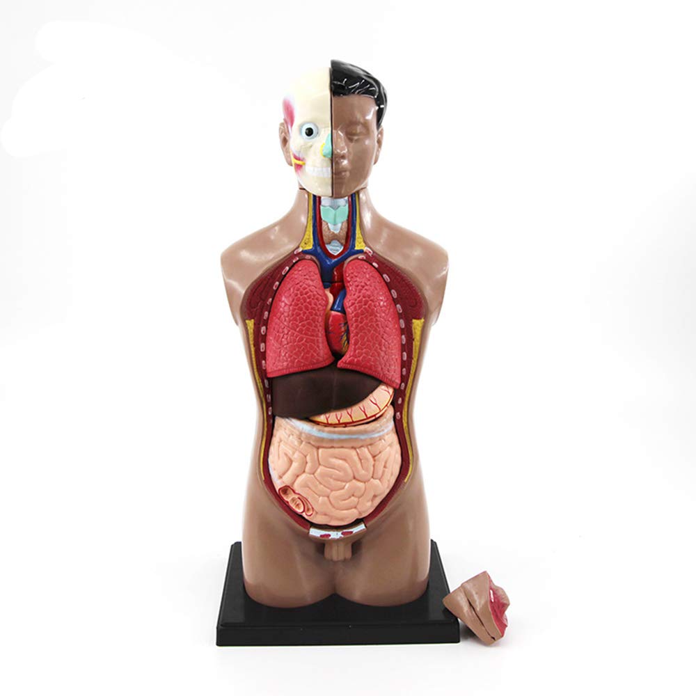 Buy N \ A op Human Torso Model, Anatomically Accurate Kit, 12 Removable