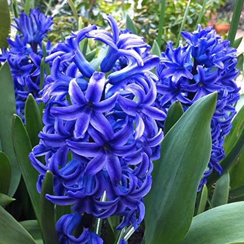 Hyacinth Blue Flower Bulbs Best Flowering Fragrance Flower Bulbs For Indoor And Outdoor Bulbs By Udanta® (B09KQZ4RY9) Amazon Price History, Amazon Price Tracker