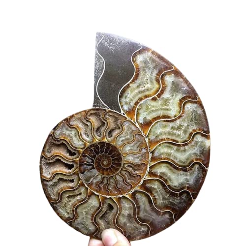 Image of Natural Beautiful Ammonite Fossil Conch Specimen Collectibles Home Decor Gifts Ornament (5-6in /300g-400g)