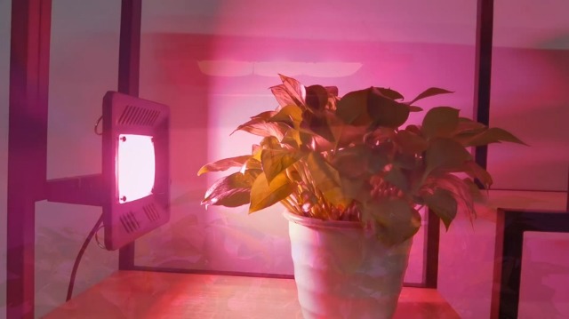 Watch Waterproof Grow Lights for Indoor Plants Full Spectrum on Amazon Live