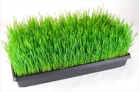 10 Plateaux De Culture Sans Évacuation - Grande Taille 54x28cm - Idéal Microgreens, Jardinage, Semis Et Hydroponie
