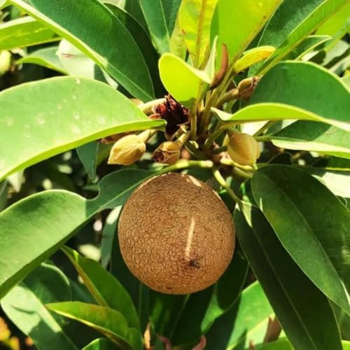 Image of Golden Bloom Grafted Thai chiku plant hybrid all seasons Height 1.5-2 Ft