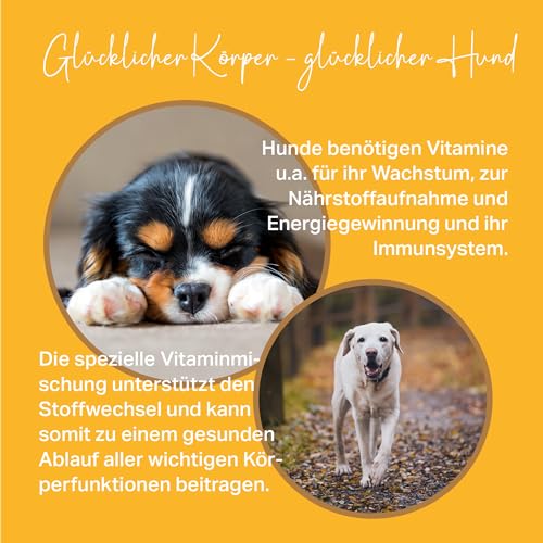 MEDIDOG Multi Vitamin B Komplex Tabletten – ca. 260 Tabletten – hochdosiert, mit VIT. B1, B2, B3, B6, B12, VIT. A, VIT. E, mit Casein, Bierhefe und Kurkuma