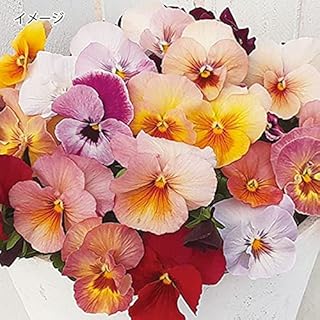 Amazon Co Jp パンジーの種