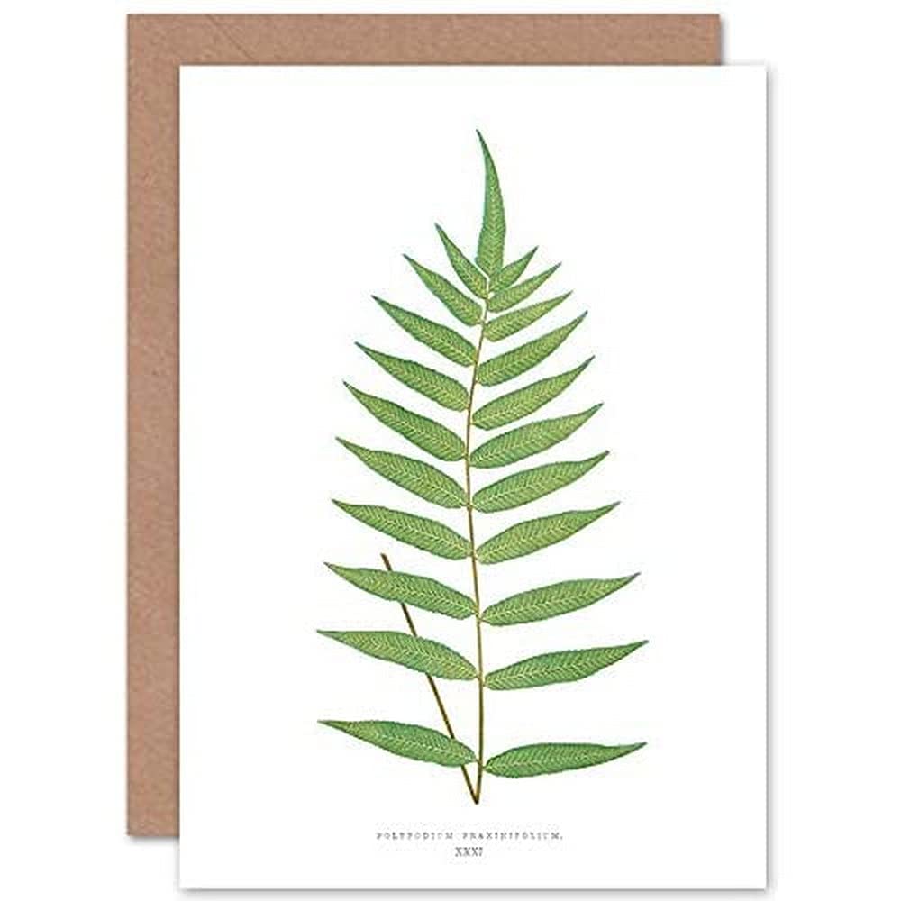 Wee Blue Coo Fern Polypodium Fraxinifolium Greeting Card With Envelope Inside Premium Quality