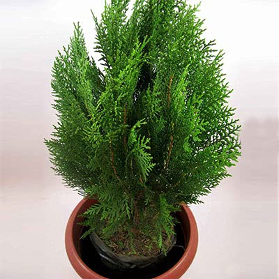 Subhadra Nursery Morpankh/Morpankhi Decorative Live Plant (Healthy Plant with Plot) (B09511T1JQ) Amazon Price History, Amazon Price Tracker