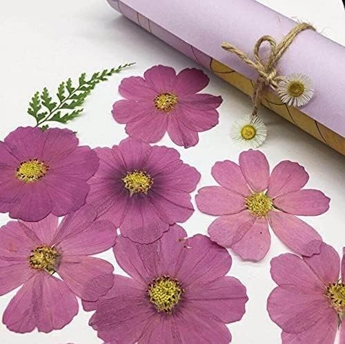 Real Dried Flower,DIY Scrapbooking, DIY Jewelry Craft Home Decorations,50pcs Dried Pressed Natural Purple Cosmos Bipinnata Cav. Flower for Postcard Photo Frame Bookmark Craft DIY Accessories