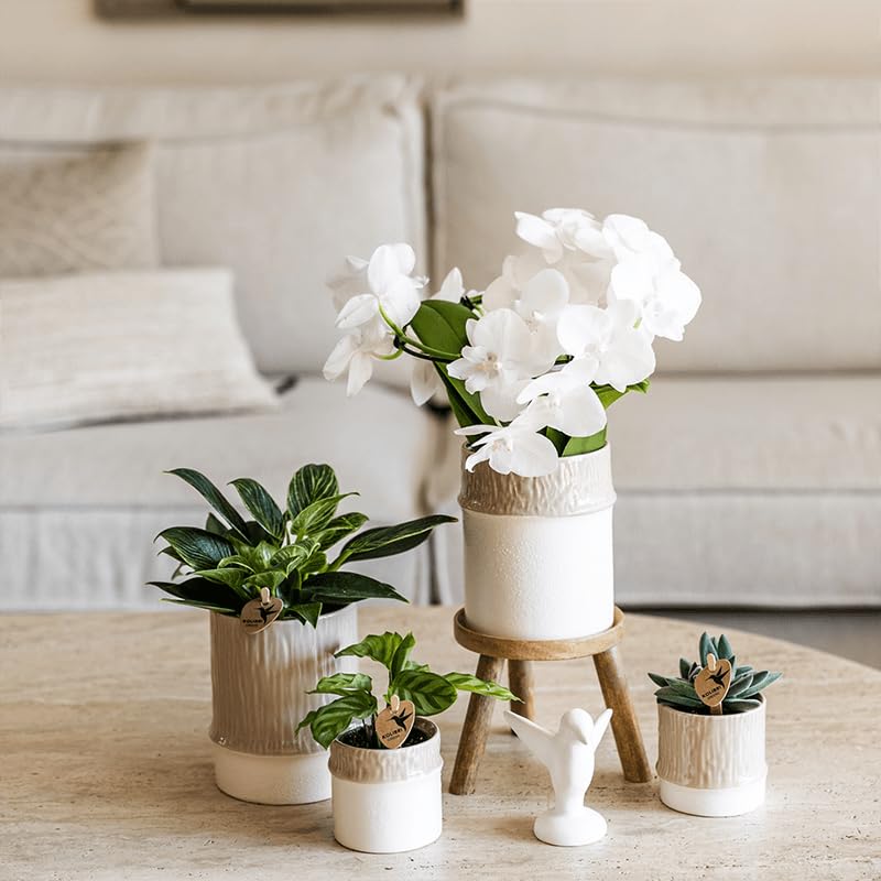 Juego de plantas de bambú blanco – Orquídea blanca Amabilis Ø9 cm + planta verde con maceta de cerámica – Planta de interior floreciente fresca del cultivador – 2 – 3 tallos