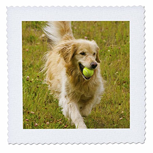 3dRose Colorado, Summit County, Golden Retriever Dog - Us06 Bja0068