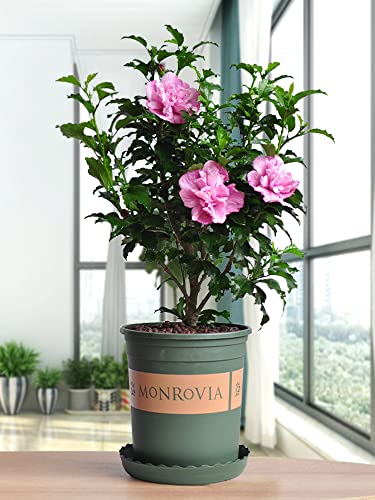 Pink Hibiscus Rose Of Sharon Syriacus - Shrub Althea Flower - Height 12 Inch For Yards And Garden Decoration #TOP1