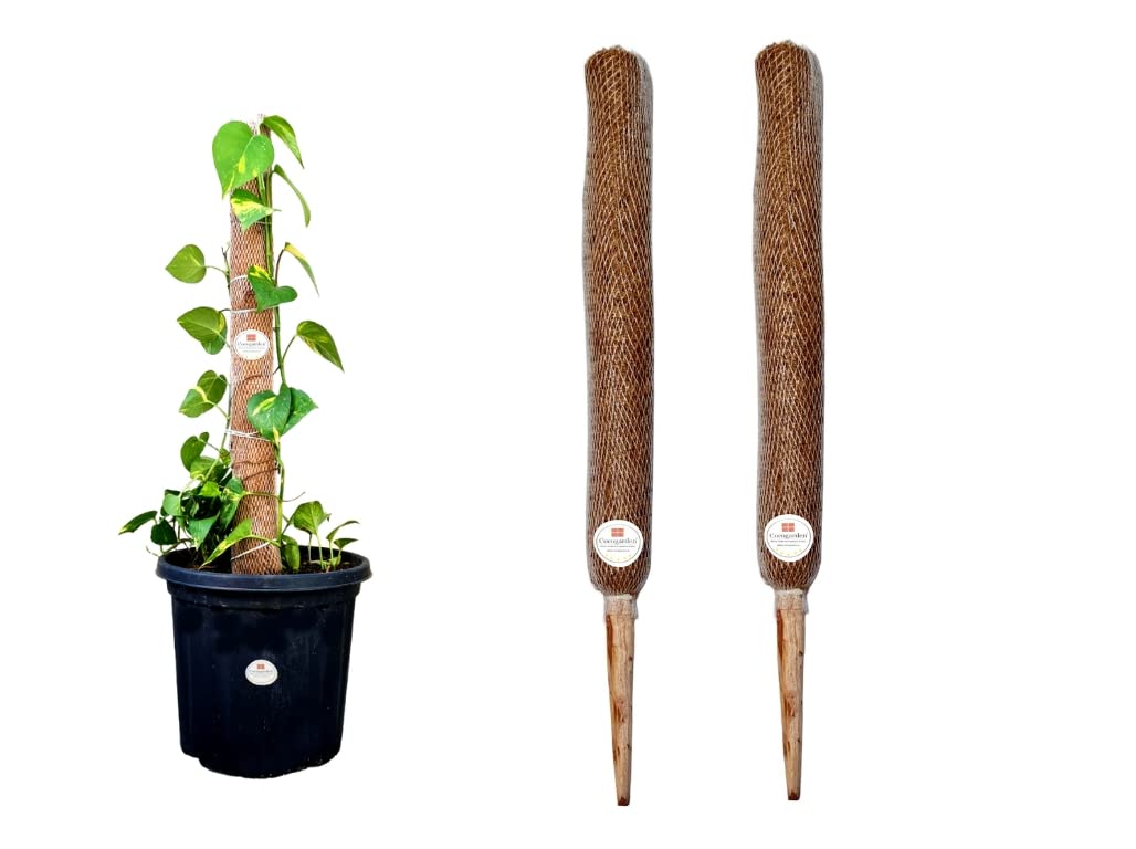 Cocogarden Coco Coir Pole Moss Stick Support Money Plants and housing Climber Plants, Height 3 Feet, Pack of 2 (B0BMXDCZJV) Amazon Price History, Amazon Price Tracker