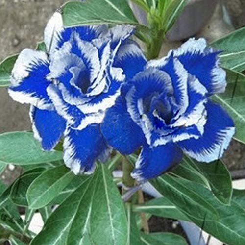 70Pcs - Multi-Colored Adenium Obesum Seeds Desert Rose Flower Seeds Semillas Very Easy To Grow : J (B083S87MFX) Amazon Price History, Amazon Price Tracker