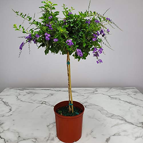 Duranta Tree Live Plant - Purple Showers - Overall Height 44" To 48" - Tropical Plants Of Florida (Plant + Heat Pack) #TOP1