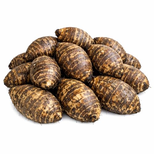 20 Live Colocasia Esculenta Elephant Ear Taro Gabi Kalo Eddo Bulbs #TSMN