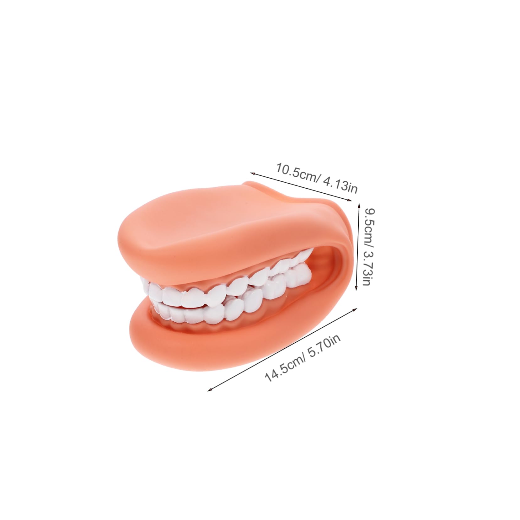 Unomor Teaching Model Anatomical Teeth Model Mouth Brushing Educational Practice Tooth Model Human Teeth Model Human Tooth Model
