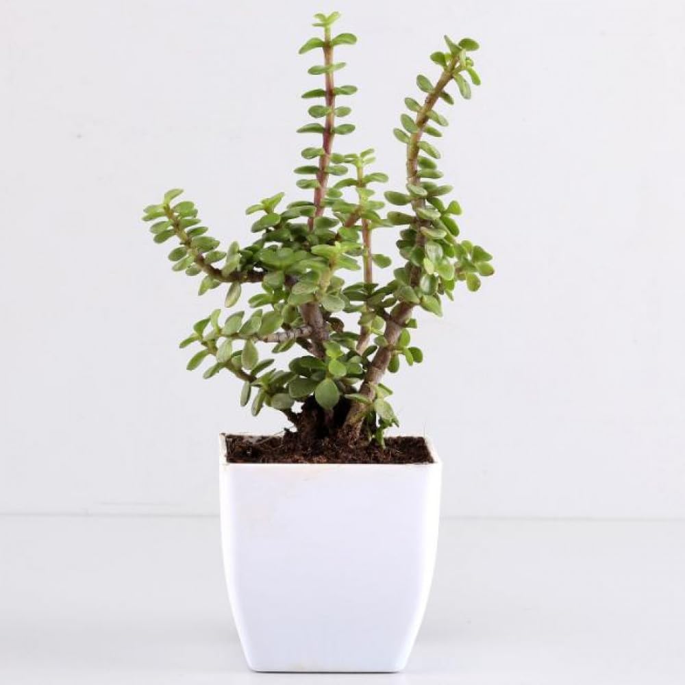 See full amazon price history chart for VAMSHA NATURE CARE Jade Plant with White Pot VAMSHA NATURE CARE Jade Plant with White Pot (B0CKHYJ61S) Amazon Price History, Amazon Price Tracker