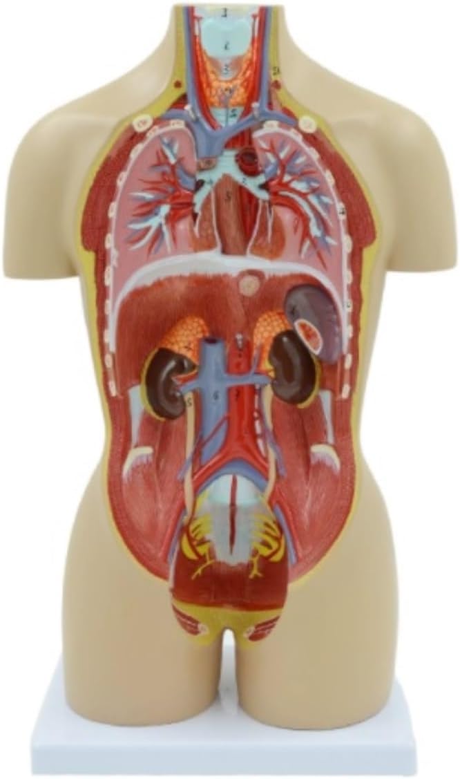 Anatomy Tools ANATOMY 女性 人体模型 アナトミー ANATOMY - FEMALE