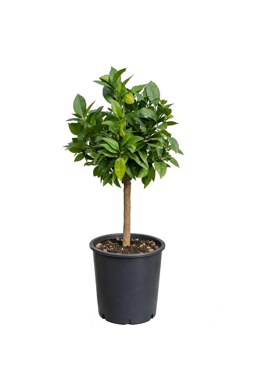 Pianta di Limone Rosso (vaso - 20) - Immagine reale
