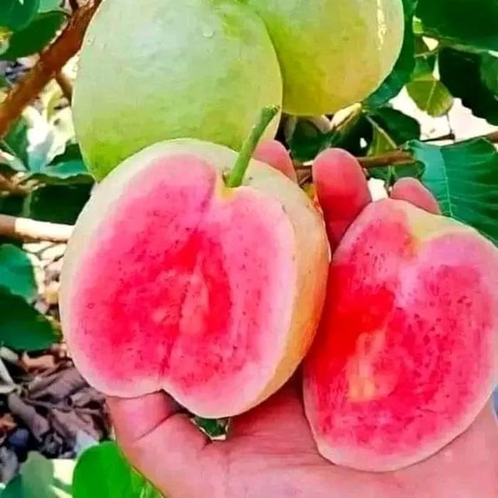 See full amazon price history chart for ONLINE PLANT BAZAR ALLTIME JAPANESE SEEDLESS RED DIAMOND GUAVA AMRUD FRUIT GRAFTED LIVE PLANT-R5 ONLINE PLANT BAZAR ALLTIME JAPANESE SEEDLESS RED DIAMOND GUAVA AMRUD FRUIT GRAFTED LIVE PLANT-R5 (B0CRBHJ7DQ) Amazon Price History, Amazon Price Tracker