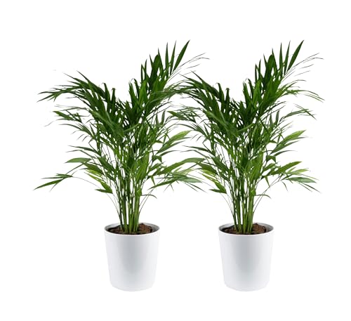 Image of Costa Farms Cat Palm Live Plants in Decorative Pot, Large Indoor Houseplant, Perfect for Home, Room, or Office Decor, Great House Warming or Birthday Gift, 3-4 Feet Tall, Pack of 2