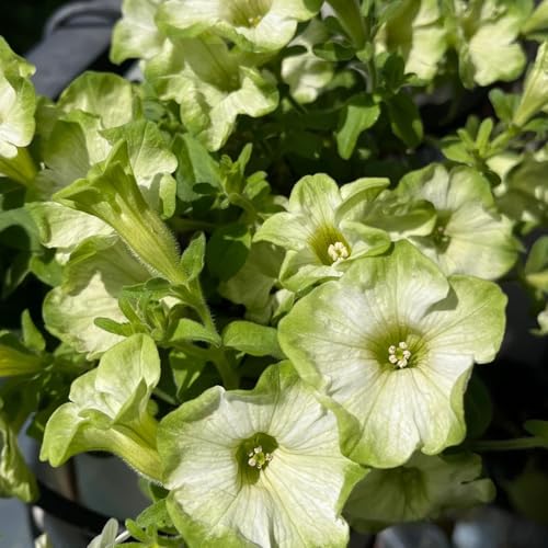 semi di petunia balcone, petunia hybrida, tappezzante perenne resistente di petunia appesa resistenti all'esterno semi biologici aiuola, decorazione balcone 700pcs