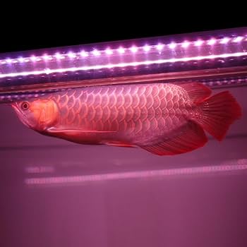 マイン 水中LED 紅龍 90cm用 アロワナ 馬印 テンニング 色揚げ マイン 水中LED 紅龍 90cm用 アロワナ 馬印 テンニング 色揚げ
