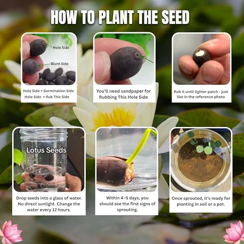 Image of Brijbooti Kamal Seeds 40-50 Seeds | Lotus Flower Seeds | Kamal Gatta | 100% Germination | Multi-Color Lotus Flower Seeds for Home Garden, Pond & Rosary