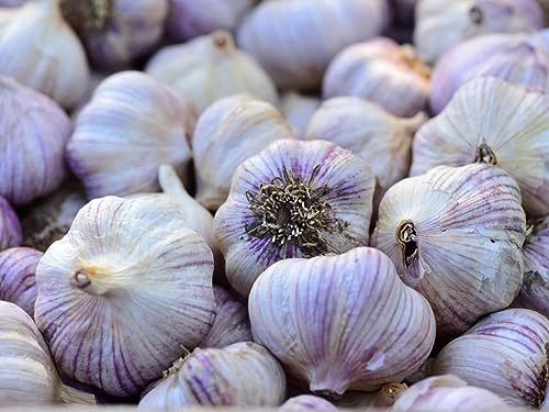 Garlic Bulb (1 Pound), Fresh Siberian HARDNECK Garlic Bulb for Planting and Growing Your OWN Garlic OR Eating