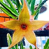 Sets 2 Rare Starfish Cactus Plant Live in 2' Pot, Small Cactus Succulent Well Rooted 4-8 Inch Tall, Ornamental Houseplant for Hanging Basket Trailing