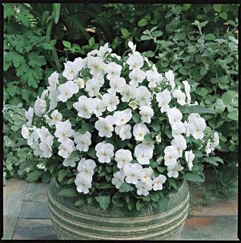 Viola Penny White 1,000 Seeds