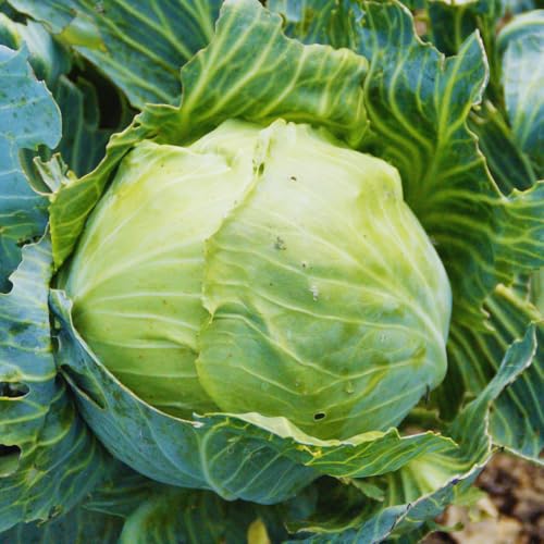 Live Cabbage Plants, Set 3 Starter Plants, Cabbage Live Plant Pot Vegetable Plant Growing Garden, 3 to 5 Inc Tall