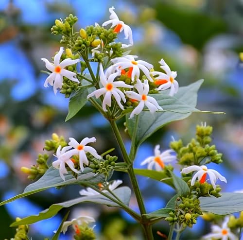 Image of Shuli Parijat Live Flower Plant for Garden Balcony Terrace | Healthy Nursery Plant with Fragrant White Orange Blooms | Natural Aromatic Plant for Peaceful Ambience and Landscaping