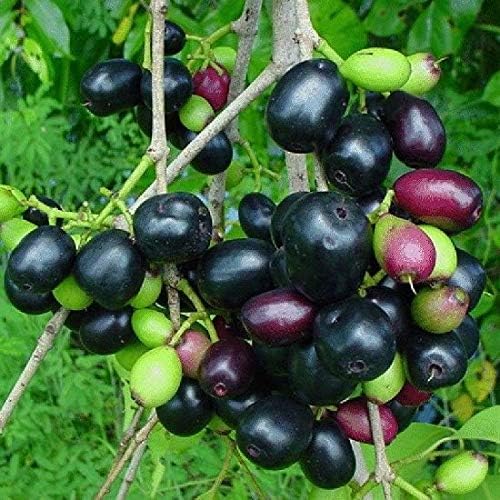 APOSOLUARD Seedless Sweet Black Jamun Java plum Jamun jambolan Grafted Healthy Live Plant Pack Of 1
